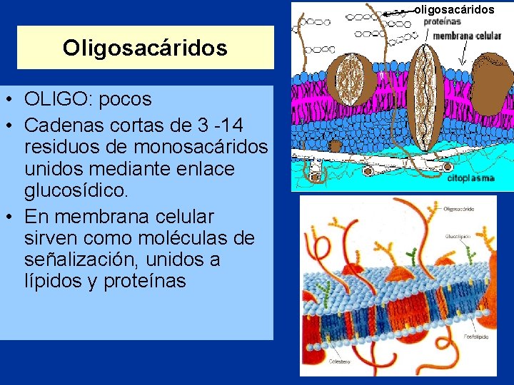 oligosacáridos Oligosacáridos • OLIGO: pocos • Cadenas cortas de 3 -14 residuos de monosacáridos