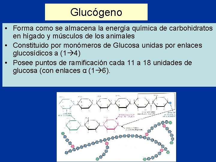 Glucógeno • Forma como se almacena la energía química de carbohidratos en hígado y