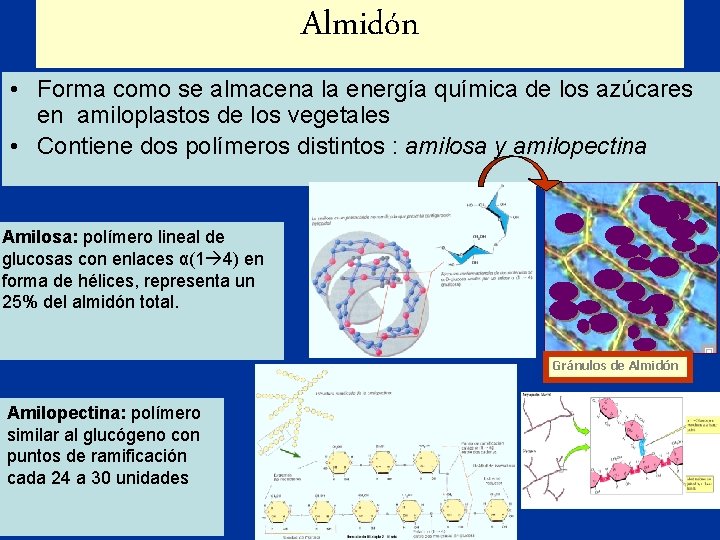 Almidón • Forma como se almacena la energía química de los azúcares en amiloplastos