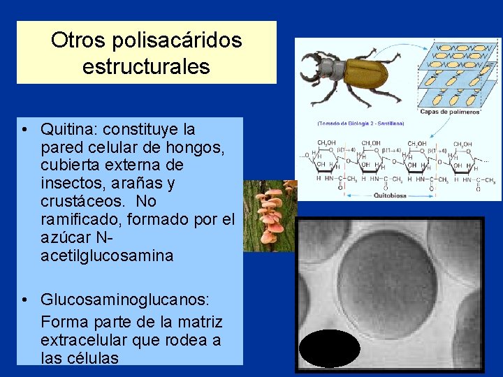 Otros polisacáridos estructurales • Quitina: constituye la pared celular de hongos, cubierta externa de