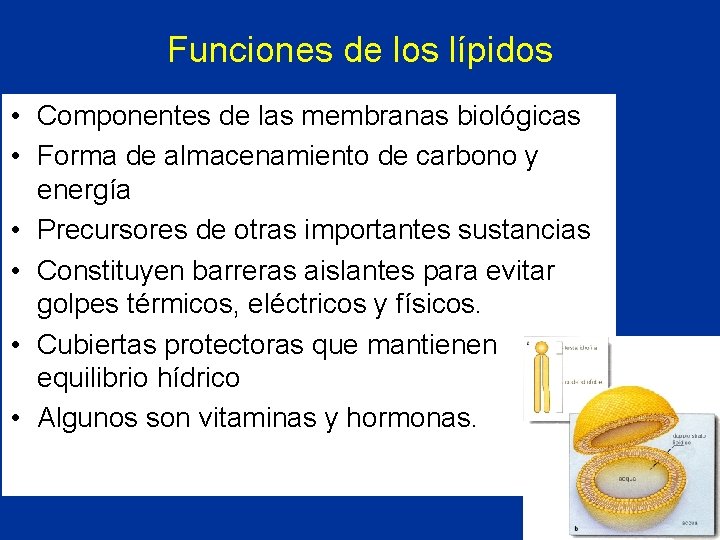 Funciones de los lípidos • Componentes de las membranas biológicas • Forma de almacenamiento