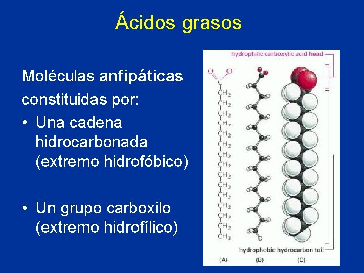 Ácidos grasos Moléculas anfipáticas constituidas por: • Una cadena hidrocarbonada (extremo hidrofóbico) • Un