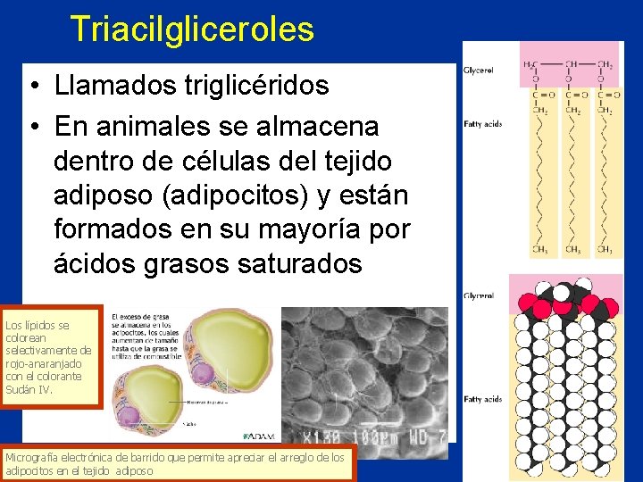 Triacilgliceroles • Llamados triglicéridos • En animales se almacena dentro de células del tejido