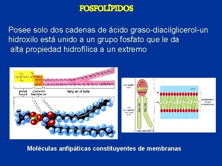 FOSFOLÍPIDOS Posee solo dos cadenas de ácido graso-diacilglicerol-un hidroxilo está unido a un grupo