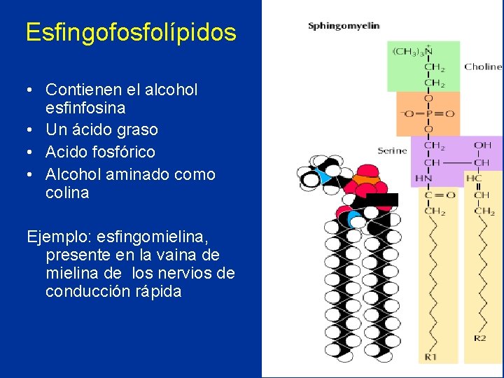 Esfingofosfolípidos • Contienen el alcohol esfinfosina • Un ácido graso • Acido fosfórico •