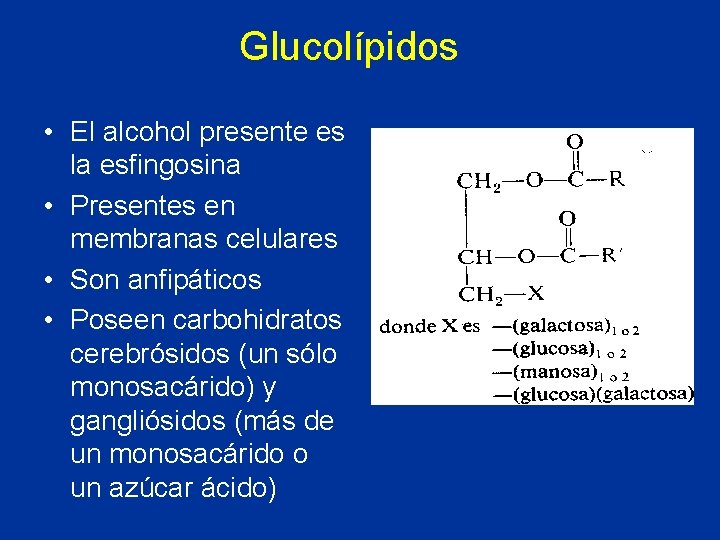Glucolípidos • El alcohol presente es la esfingosina • Presentes en membranas celulares •
