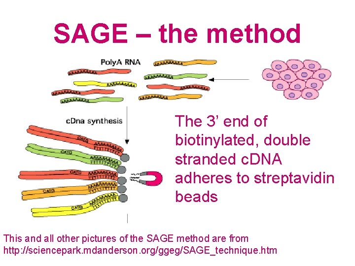 SAGE – the method The 3’ end of biotinylated, double stranded c. DNA adheres