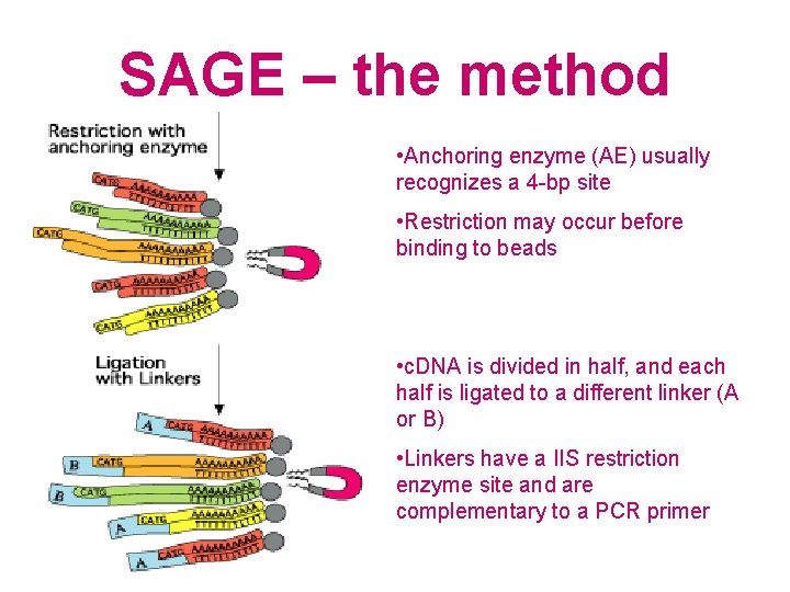 SAGE – the method • Anchoring enzyme (AE) usually recognizes a 4 -bp site