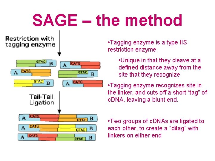 SAGE – the method • Tagging enzyme is a type IIS restriction enzyme •