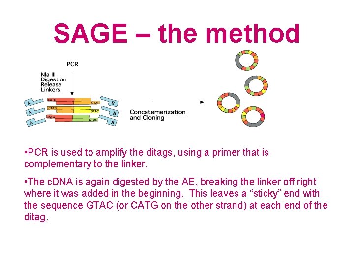 SAGE – the method • PCR is used to amplify the ditags, using a