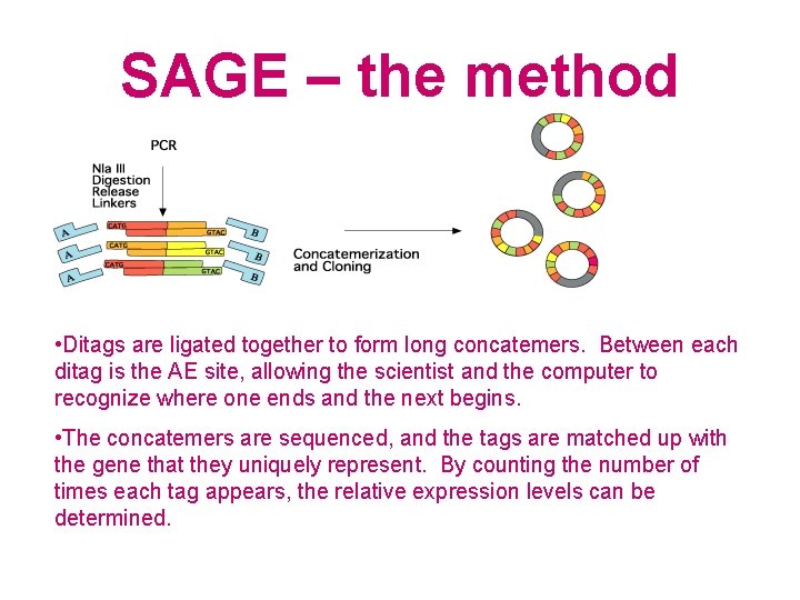 SAGE – the method • Ditags are ligated together to form long concatemers. Between