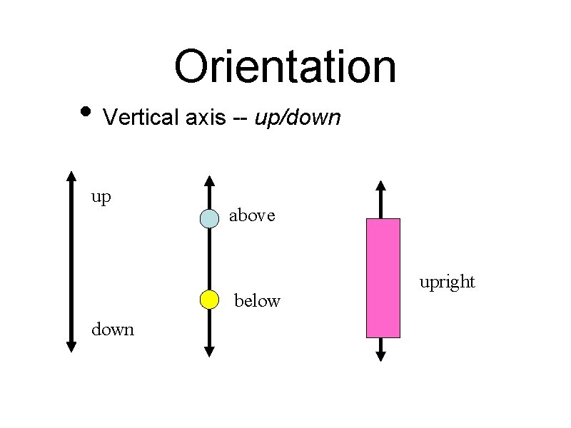 Orientation • Vertical axis -- up/down up above below down upright 