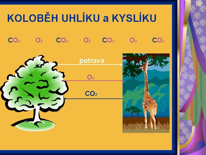 KOLOBĚH UHLÍKU a KYSLÍKU CO 2 O 2 CO 2 potrava O 2 CO