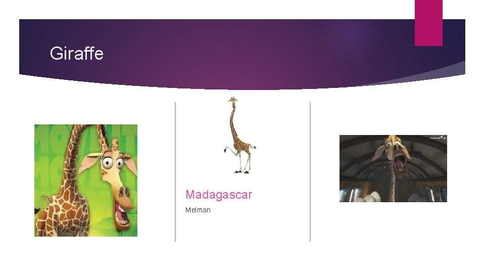 Giraffe Madagascar Melman 