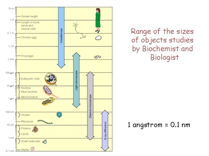 Range of the sizes of objects studies by Biochemist and Biologist 1 angstrom =