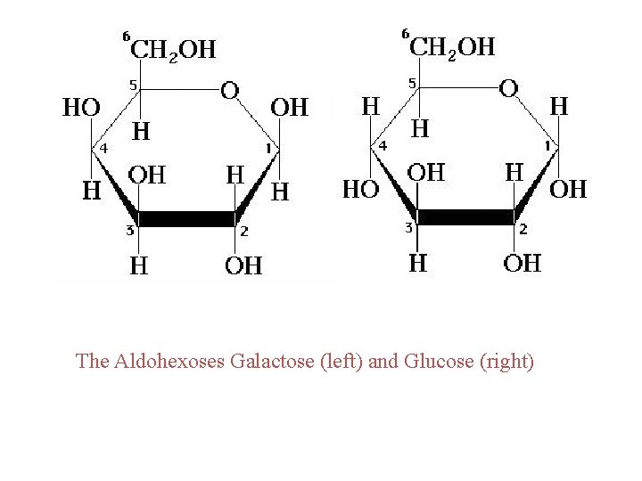 The Aldohexoses Galactose (left) and Glucose (right) 