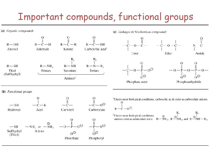 Important compounds, functional groups 