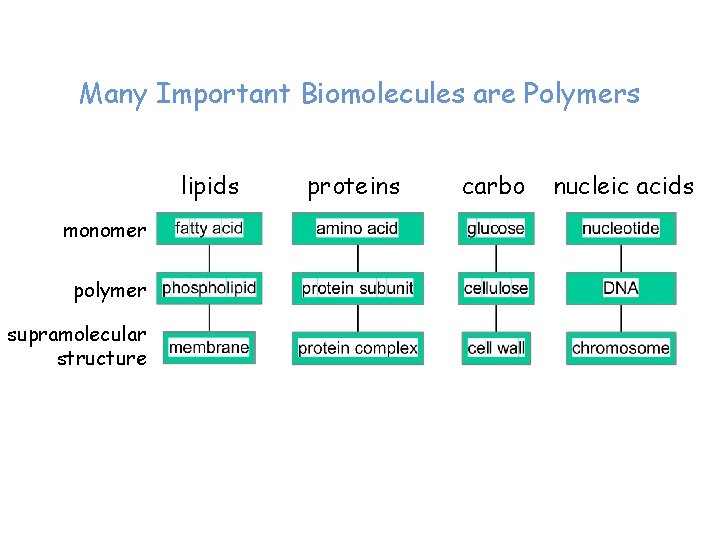 Many Important Biomolecules are Polymers lipids monomer polymer supramolecular structure proteins carbo nucleic acids