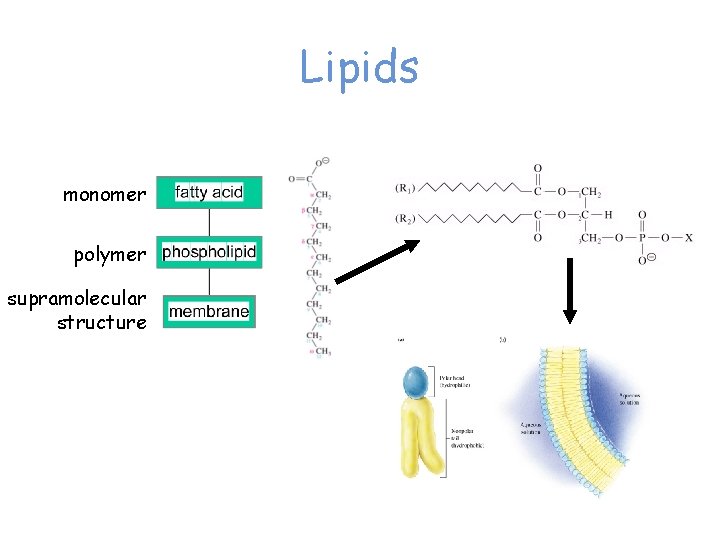 Lipids monomer polymer supramolecular structure 