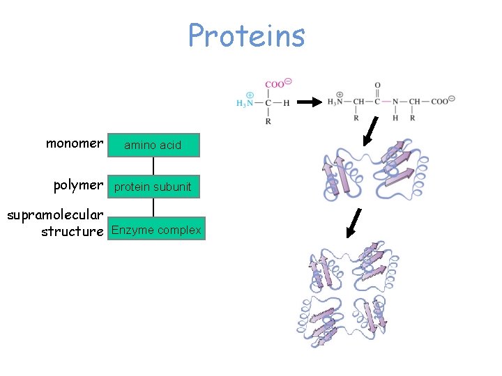 Proteins monomer amino acid polymer protein subunit supramolecular structure Enzyme complex 