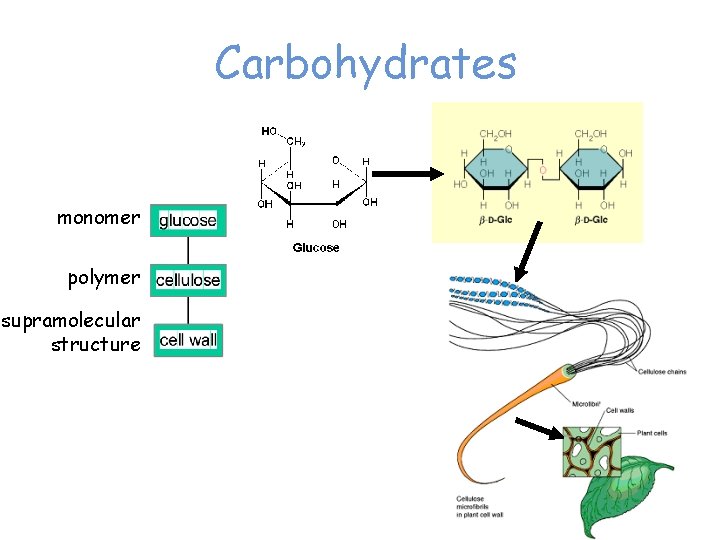 Carbohydrates monomer polymer supramolecular structure 