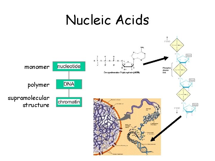 Nucleic Acids monomer polymer supramolecular structure 