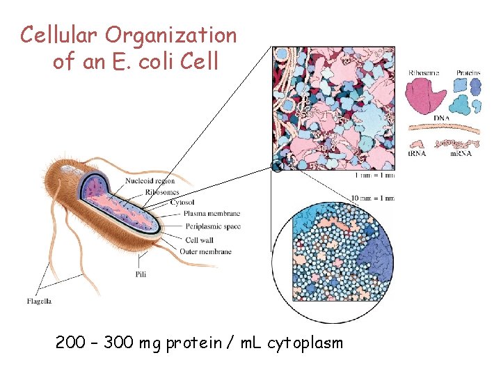 Cellular Organization of an E. coli Cell 200 – 300 mg protein / m.