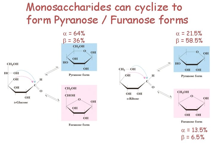 Monosaccharides can cyclize to form Pyranose / Furanose forms a = 64% b =