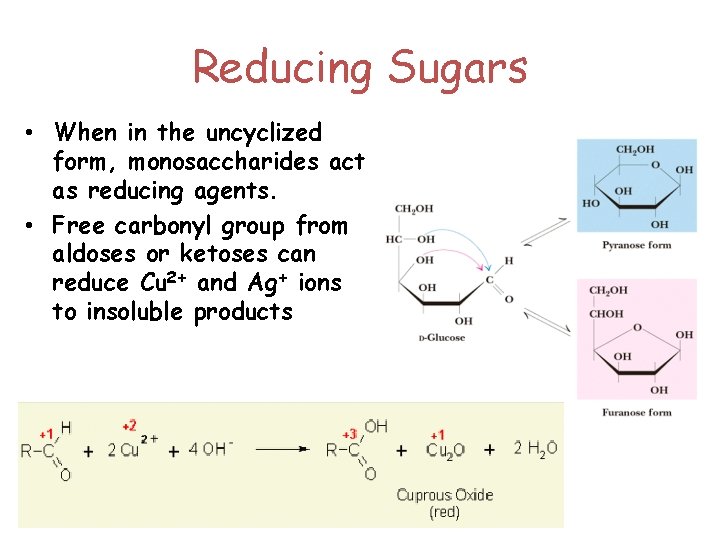 Reducing Sugars • When in the uncyclized form, monosaccharides act as reducing agents. •