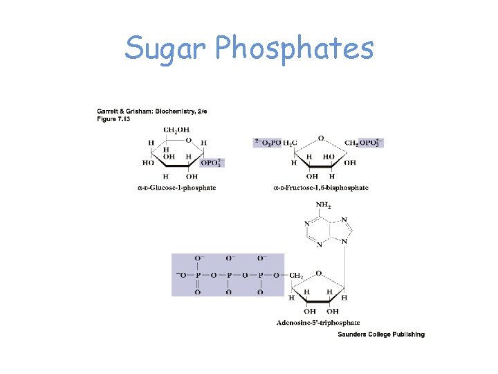 Sugar Phosphates 