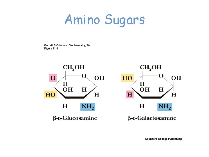Amino Sugars 