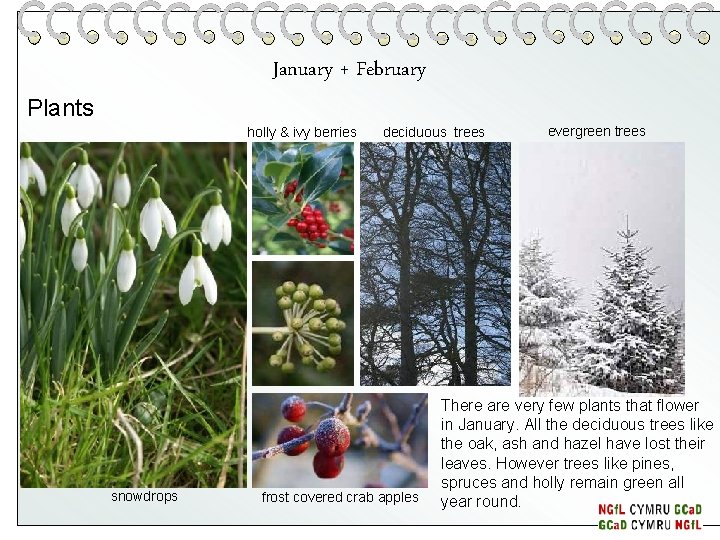 January + February Plants holly & ivy berries snowdrops deciduous trees frost covered crab