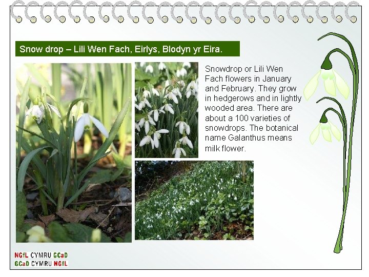 Snow drop – Lili Wen Fach, Eirlys, Blodyn yr Eira. Snowdrop or Lili Wen