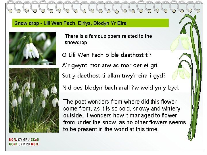 Snow drop - Lili Wen Fach, Eirlys, Blodyn Yr Eira There is a famous