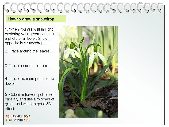 How to draw a snowdrop 1. When you are walking and exploring your green