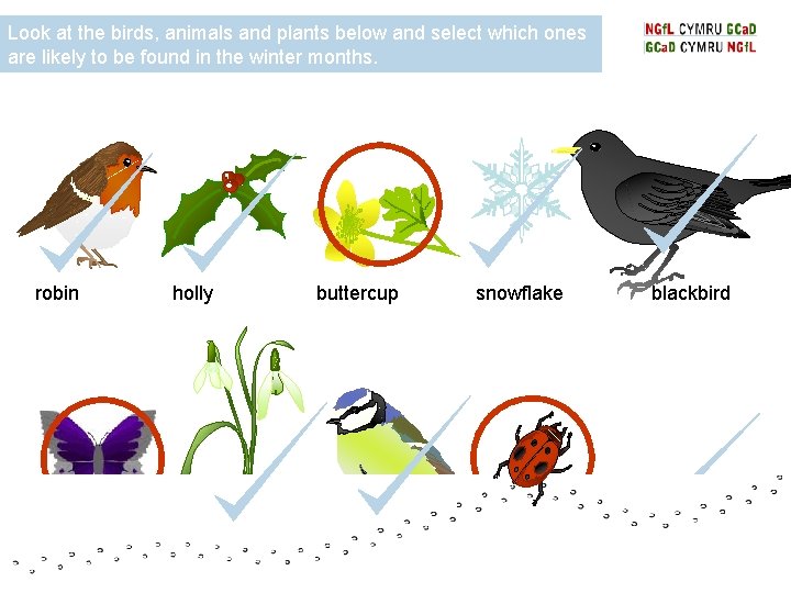 Look at the birds, animals and plants below and select which ones are likely