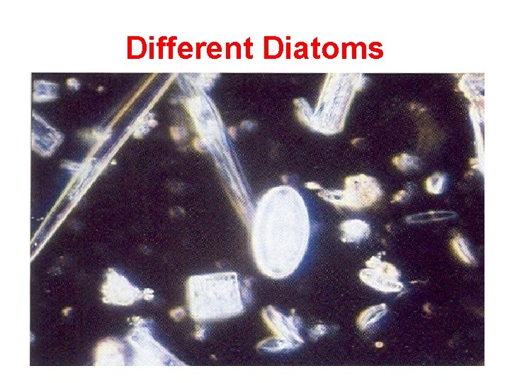 Different Diatoms 