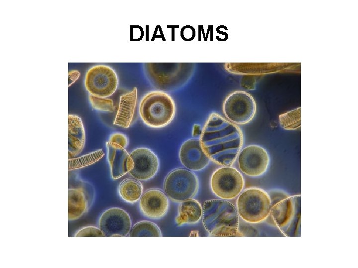 DIATOMS 