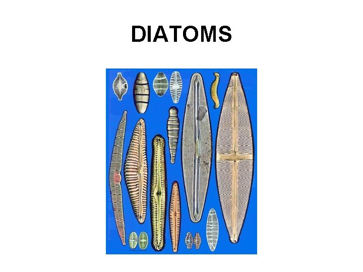 DIATOMS 