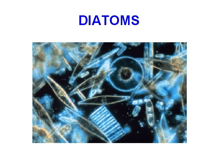DIATOMS 