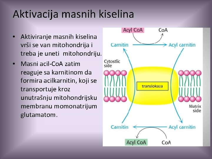 Aktivacija masnih kiselina • Aktiviranje masnih kiselina vrši se van mitohondrija i treba je