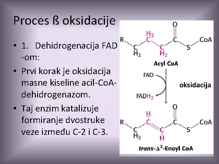 Proces ß oksidacije • 1. Dehidrogenacija FAD -om: • Prvi korak je oksidacija masne