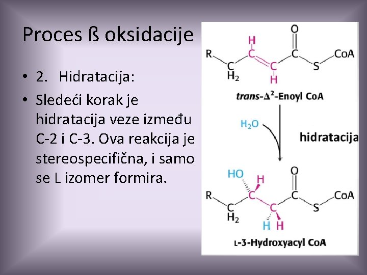 Proces ß oksidacije • 2. Hidratacija: • Sledeći korak je hidratacija veze između C-2