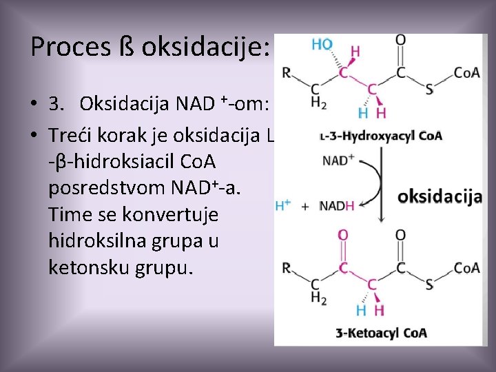 Proces ß oksidacije: • 3. Oksidacija NAD +-om: • Treći korak je oksidacija L