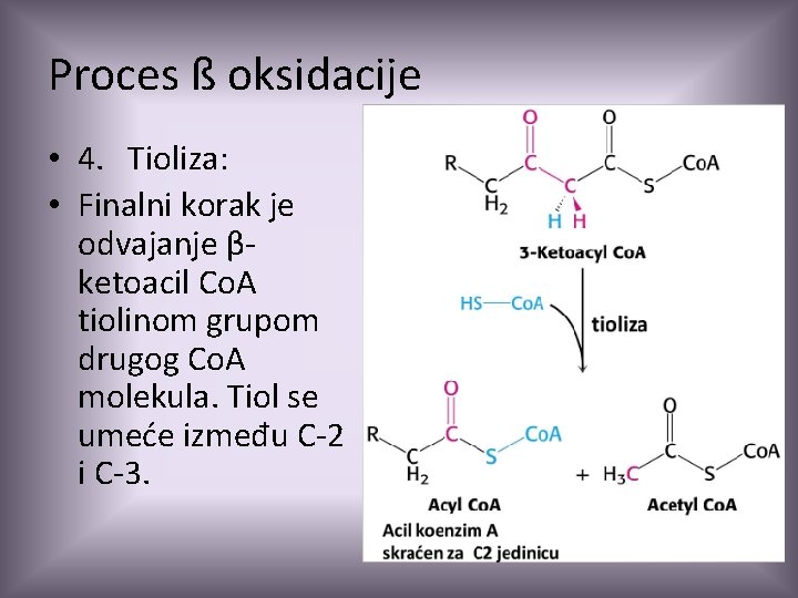 Proces ß oksidacije • 4. Tioliza: • Finalni korak je odvajanje βketoacil Co. A