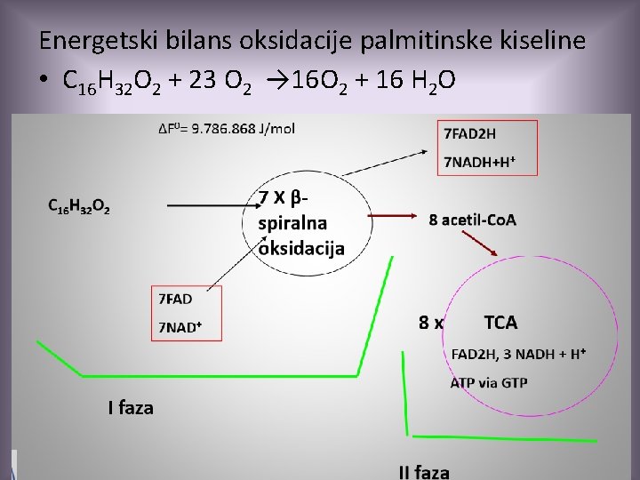 Energetski bilans oksidacije palmitinske kiseline • C 16 H 32 O 2 + 23