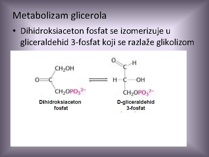 Metabolizam glicerola • Dihidroksiaceton fosfat se izomerizuje u gliceraldehid 3 -fosfat koji se razlaže