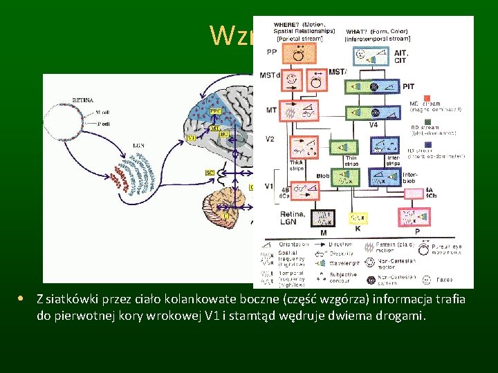 Wzrok • Z siatkówki przez ciało kolankowate boczne (część wzgórza) informacja trafia do pierwotnej