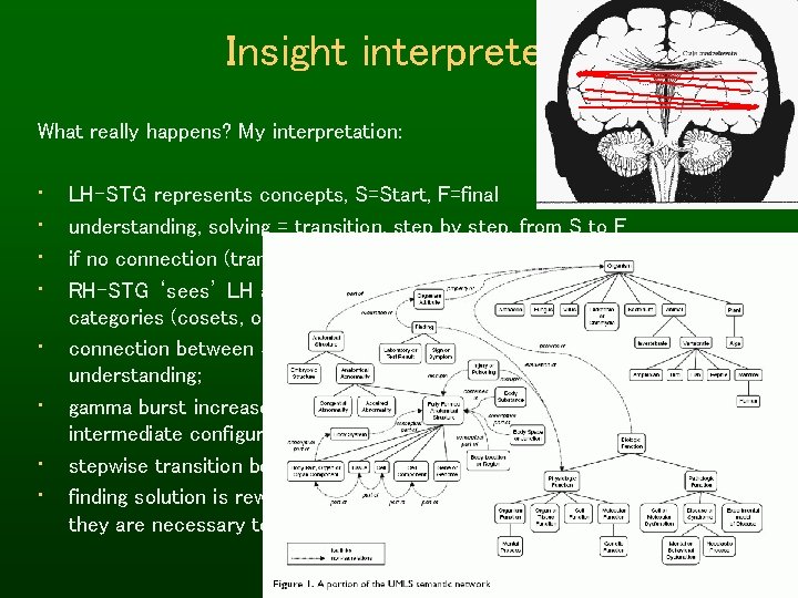 Insight interpreted What really happens? My interpretation: • • LH-STG represents concepts, S=Start, F=final