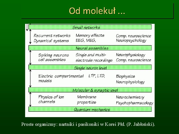 Od molekuł. . . Proste organizmy: nartniki i pasikoniki w Korei Płd. (P. Jabłoński).